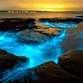 La bioluminescence